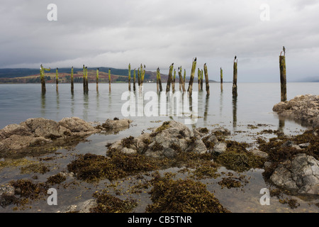 Le sule si radunano in disuso di pali in legno a vecchio Salen Pier, Salen, Isle of Mull, Scozia. Foto Stock