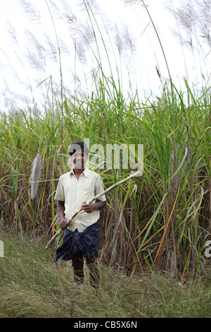 Uomo con una canna da zucchero, piantagione in background Andhra Pradesh in India del Sud Foto Stock