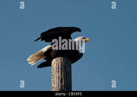 Una bella aquila calva esegue la scansione del cielo per la preda in una giornata di sole durante la rosa salmone eseguire sul Lummi indiano prenotazione. Foto Stock