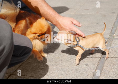 Pomerania e completamente cresciuti dai capelli corti Chihuahua. Foto Stock