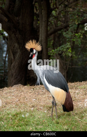 Isola di Mauritius. casela, popolare wildlife bird e parco animale. african Crowned Crane, captive. Foto Stock