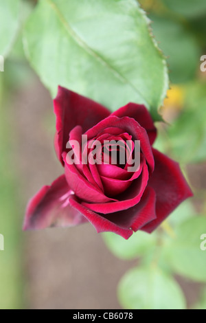 Rosa (Rosa Royal William), deep red flower. Foto Stock