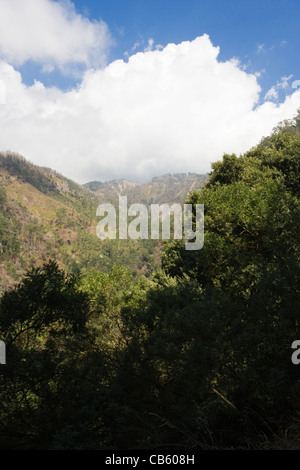 Visualizzare fino Corredor Verde da Ribeira de Joao Gomes a piedi dal Monte di Curral dos Romeiros, vicino a Funchal, Madeira Foto Stock