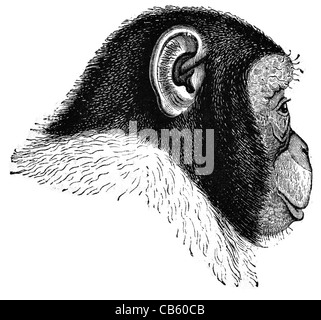 Uno scimpanzé chimp ape Bonobo scimpanzè Pan troglodytes paniscus wild fauna animale mammifero Hominidae monkey Foto Stock