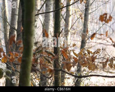 Oaktrees e pioppi in autunno / Eichen und Pappeln im Herbst Foto Stock