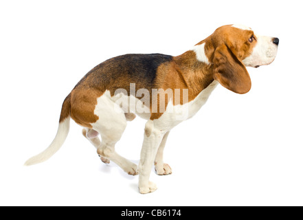 Beagle nel profilo su uno sfondo bianco. Foto Stock