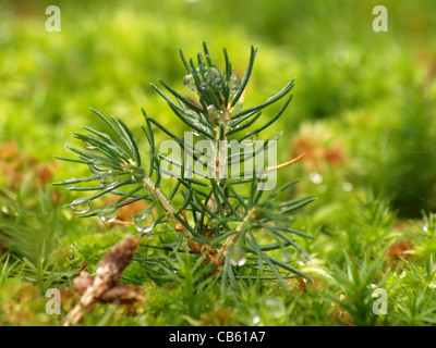 Giovani abete e Haircap moss / Polytrichum formosum / Junge Tanne und Schönes Frauenhaarmoos / Schönes Widertonmoos Foto Stock