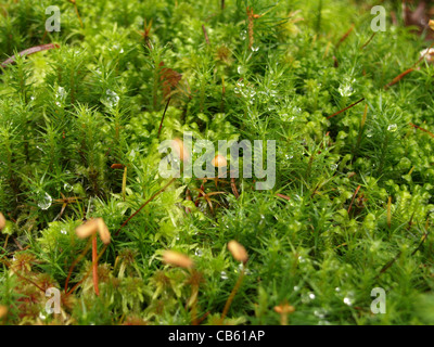 Muschio di torba / Sphagnum e Haircap moss / Polytrichum formosum / Torfmoos und Schönes Frauenhaarmoos / Schönes Widertonmoos Foto Stock