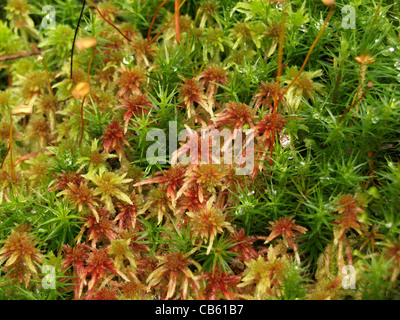 Muschio di torba / Sphagnum e haircap moss / Polytrichum formosum / Torfmoos und Schönes Frauenhaarmoos / Schönes Widertonmoos Foto Stock