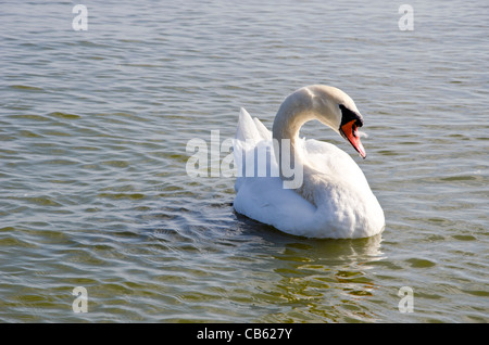 Swan galleggiante sull'acqua. Free bird closeup. Wild vista lago. Foto Stock