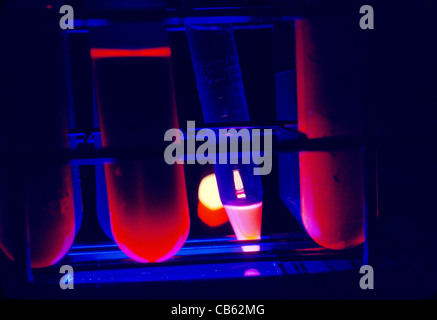 Provette con campioni nel laboratorio ricerca e sviluppo di una società di biochimica facendo il DNA ricombinante la ricerca Foto Stock