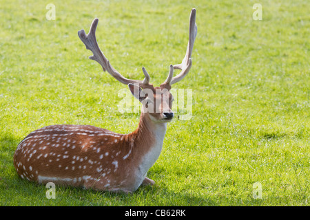 Daini buck o Dama Dama con pala a forma di corna di cervo in riposo sotto un albero in estate Foto Stock