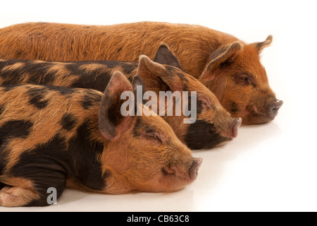 Tre Kune Kune micro suinetti giacente in una fila su un fondo bianco Foto Stock