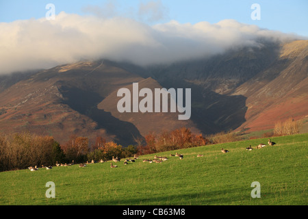 Un branco di oche Graylag resto sui pascoli in Keswick con una nuvola tappate Skiddaw in background, Cumbria, England, Regno Unito Foto Stock