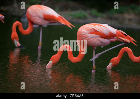 Caraibi o American Flamingo Phoenicopterus ruber alimentare acqua di superficie, in piedi una gamba, appoggio di altri NB vertebre cervicali forme al collo Foto Stock