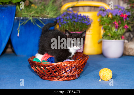 Gattino, giocando in lana oudoors cestello, Bassa Sassonia, Germania Foto Stock