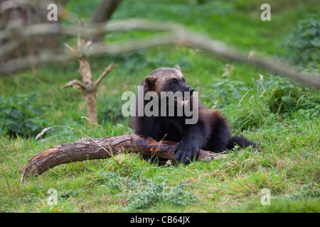 Wolverine (Gulo gulo). Più grande della famiglia donnola. Whipsnade Zoo. Foto Stock