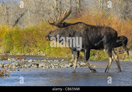 Bull attraversamento alci Gros Ventre River Foto Stock