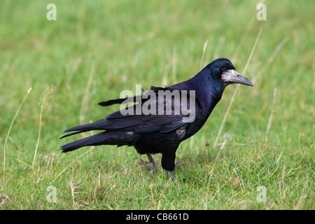 Rook (Corvus frugilegus). Camminare e rovistando tra un prato pascolo. Foto Stock