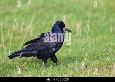 Rook (Corvus frugilegus). Camminare e rovistando tra un prato pascolo. Foto Stock