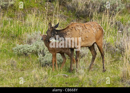 Madre Elk nuzzling con il suo vitello neonato. Foto Stock