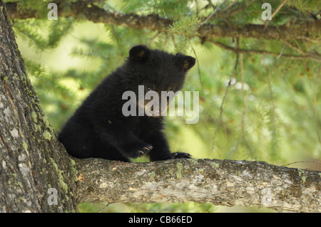 Saluti da un simpatico Bear Cub Foto Stock