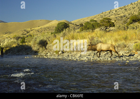 Bull elk attraversando il fiume Gardiner nel Parco Nazionale di Yellowstone. Foto Stock