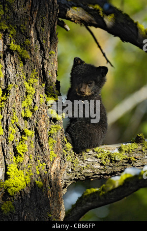 Tiny Bear Cub sul ramo di albero Foto Stock