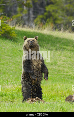 Grizzly sta di guardia Foto Stock