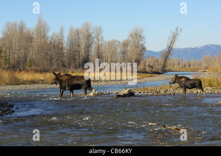 Moose fiume crossing Foto Stock