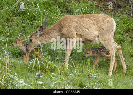 Madre protettiva Deer Foto Stock