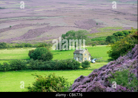 Casa rurale. Nord su Goathland Moor dal suo bordo meridionale a Saltergate. Heather in North York Moors National Park, Inghilterra Foto Stock