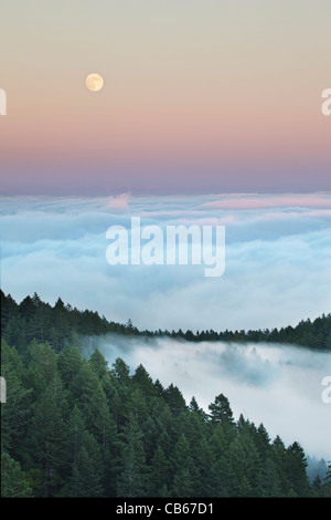 Bella Full Moon Rising oltre la nebbia in Mt. Tamalpais State Park a Marin County, California Foto Stock