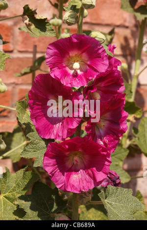 Rosa Hollyhock gigante fiori, Alcea rosea da red muro di mattoni in Garden cottage, Leicestershire, England, Regno Unito Foto Stock