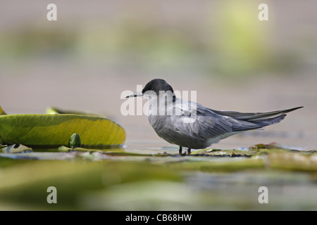 Black Tern , Chlidonias niger/ Foto Stock