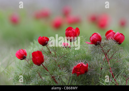 Fernlief peonia (pianta rara in Bulgaria), la Paeonia tenuifolia (Paeoniaceae), Cap Kaliakra, Bulgaria Foto Stock