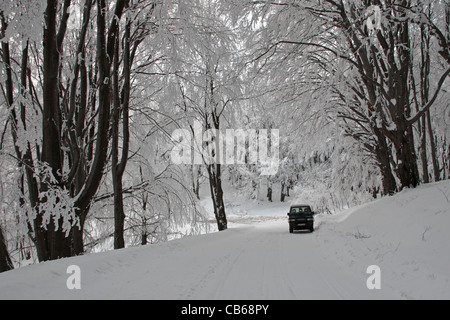 Foresta. Scena invernale con alberi in presenza di neve e di un'auto. Central Balkan National Park. La Bulgaria Foto Stock