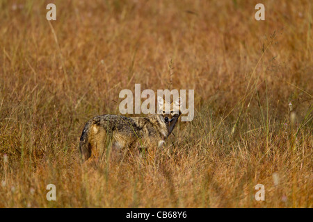 Jackal indiano (Canis aureus indicus), noto anche come l'Himalayan Jackal è una sottospecie di golden jackal nativa per l'India, Bhuta Foto Stock