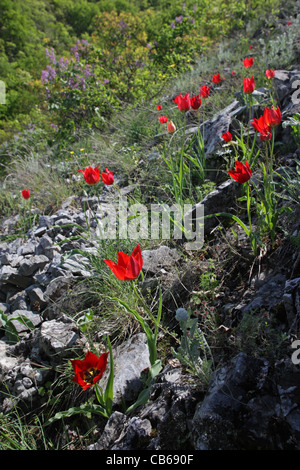 Fioritura Tulipa rhodopea Velen., rare specie endemiche Bulgarian Tulipano selvatico, Rodopi, Bulgaria Foto Stock