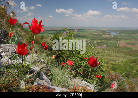 Paesaggio con la fioritura Tulipa rhodopea Velen., rare specie endemiche Bulgarian Tulip, Rodopi, Bulgaria Foto Stock