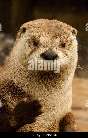 Nord America Lontra di fiume (Lutra canadensis). Ritratto. Foto Stock