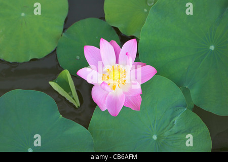 East Indian Lotus Foto Stock