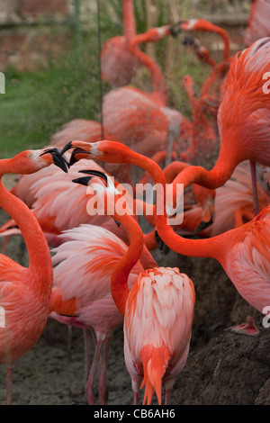 Rosy, dei Caraibi o American fenicotteri (Phoencopterus ruber ruber). Sociale il comportamento spaziale. Allevamento incoraggiati dalla disposizione dei mirror . Foto Stock