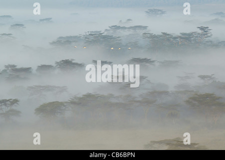 Kenya, Africa Foto Stock