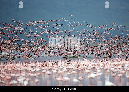 I fenicotteri in acque poco profonde,Kenya,Africa Foto Stock