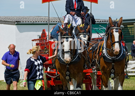 Squadra di quattro cavalli pesanti al Great Yorkshire Show in estate Harrogate North Yorkshire Inghilterra Regno Unito GB Gran Bretagna Foto Stock