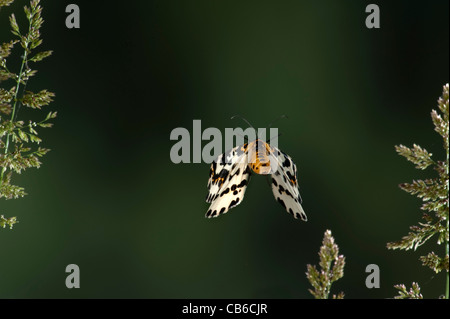 Gazza Moth Abraxas grossulariata Kent REGNO UNITO Foto Stock