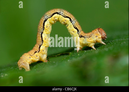 Chiazzato Umber Moth Caterpillar larve Erannis defoliaria REGNO UNITO Foto Stock