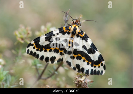 Gazza Moth Abraxas grossulariata Kent REGNO UNITO Foto Stock