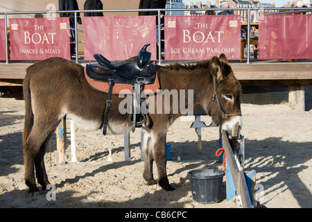 Asino che indossa una sella sulla spiaggia di Weymouth,Dorset, Inghilterra, Foto Stock